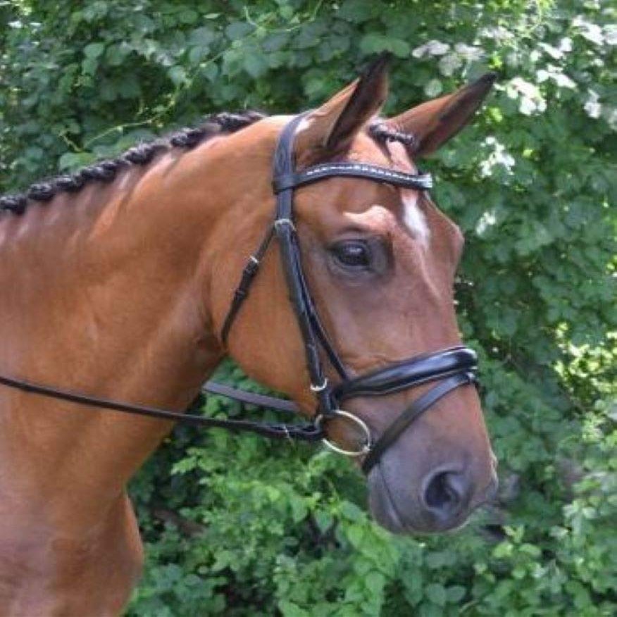 KL Select Red Barn Black Flash Bridle Cob Size