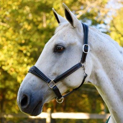 KL SELECT Rachel Show Halter Brown Fancy COB Size