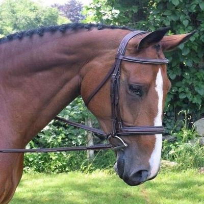 KL SELECT Black Oak Laurel Bridle - Oversize