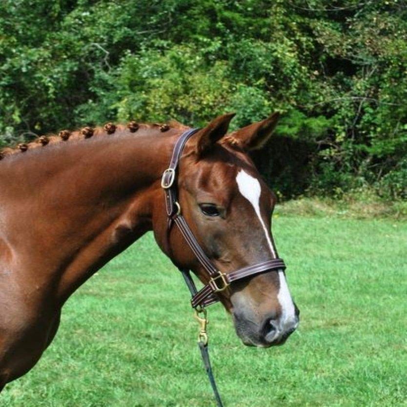 KL SELECT Julie an Fixed Brown Halter COB Size