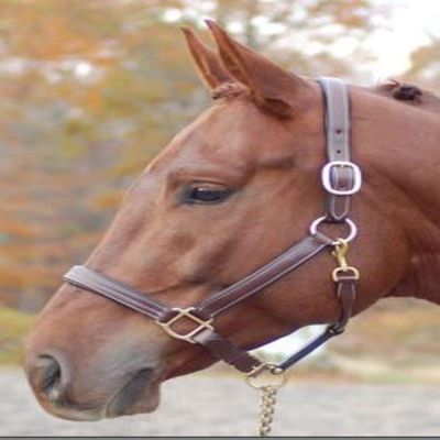 KL SELECT Lainie Brown Show Halter Full Size