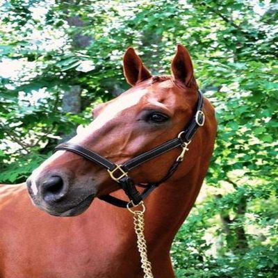 KL SELECT Black Oak Willow Halter Brown - Pony