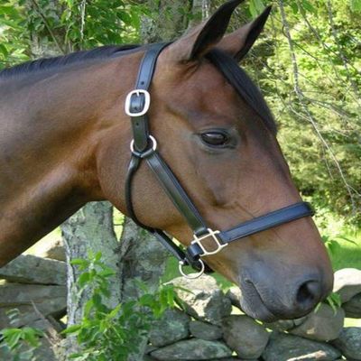 KL SELECT Black Oak Sycamore Halter - Full/Black