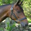 KL SELECT Black Oak Sycamore Halter - Full/Black view 1