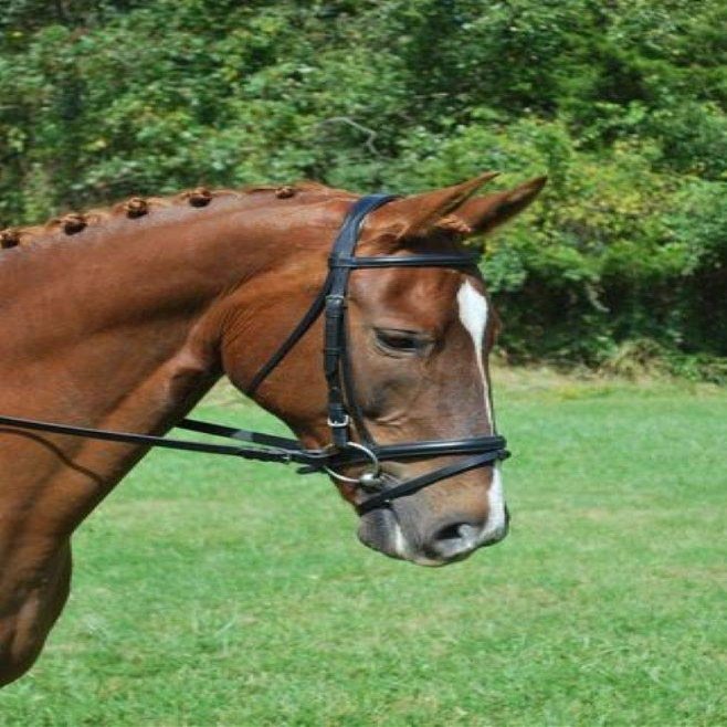KL Select LEVADE Noseband Black Cavesson Full Size