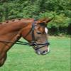 KL Select LEVADE Noseband Black Cavesson Full Size view 1
