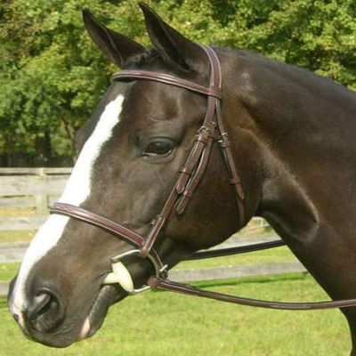 KL SELECT Pony Sovereign Noseband Brown