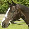 KL SELECT Pony Sovereign Noseband Brown view 1