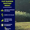 Boonetown Seed Company Plot Blocker, Egyptian Wheat Seed, Deer Food Plot Screen, 13,068 sq ft or 1/3 Acre Coverage. Provides Thick, and Tall Cover for Deer - Creates Screens, and Boundaries, 3LB Bag view 2