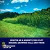 Boonetown Seed Company Plot Blocker, Egyptian Wheat Seed, Deer Food Plot Screen, 13,068 sq ft or 1/3 Acre Coverage. Provides Thick, and Tall Cover for Deer - Creates Screens, and Boundaries, 3LB Bag view 4