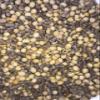 Roasted Bean Cuisine Deer Attractant view 2