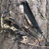 12 in 1 Magnum Bow Sling view 3