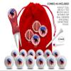 Clip Wipes Republican Golf Balls | Republican Golf Gifts & Accessories Package #6 (Round-White) view 2