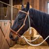 M-Royal Saddles Heavy Duty Western Horse Breaking Training Hackamore USA Made view 2