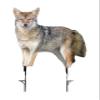MONTANA DECOY Song Dog, brown view 1