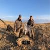 MONTANA DECOY Song Dog, brown view 2