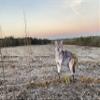 MONTANA DECOY Song Dog, brown view 3