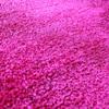 FANMATS 24011 Georgia Tech Buzz 4ft. X 6ft. Plush Area Rug view 4