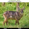 Folgtek 3-Pack Trail Cameras Game Cam 32MP Image 1296P Video with Invisible Infrared Night Vision IP66 Waterproof & Fast Trigger Time, Wide Angle Deer Cameras for Wildlife, Time Lapse Observation view 2