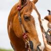 Circle Y Sarah Rose Vintage Hand-Tooled Leather One Ear Headstall with Red Flower Conchos, Chicago Screws & Durable Stainless Steel Hardware for Show & Everyday Riding view 4