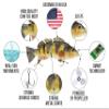 Electric Fishing Lure Multifunctional Fishing Poppers Artificial Electric Fishing Lure Premium Quality Animated Swimbait (Rock Bass.) view 3