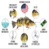 UFISH -Large Size Electric Live Bait - Swimming Robotic Segment Fishing Lure - Animated Swim Bait (Blue Shine Bass) view 2