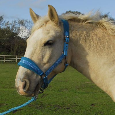 Rhinegold Star Spangled Headcollar & Rope Set