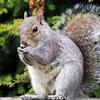 Haydel's Game Calls Inc. SW-92 AMZ Mr. Squirrel Whistle Squirrel Call for Hunting view 4