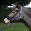 Rhinegold Love My Pony Headcollar & Rope Set view 1