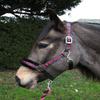 Rhinegold Love My Pony Headcollar & Rope Set view 1