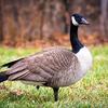 Haydel's Game Calls Inc. H-81 AMZ Canada Honker view 4