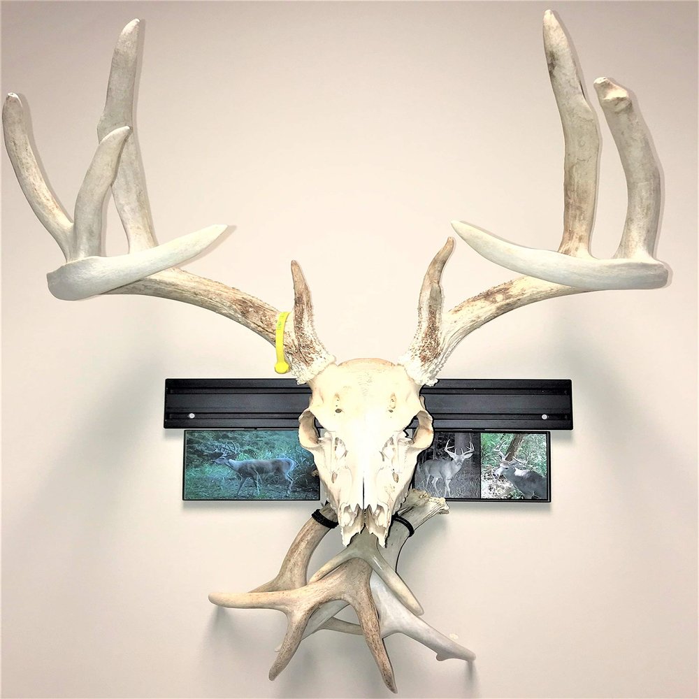 RACK TRACK European Skull Mounting Kit - 18 Kit #1 (1) Skull Mount - Display Deer Skulls, Shed Antlers, Photographs, Arrows (Base Kit+(2) Photo Frame Mounts+Shed Antler Kit)