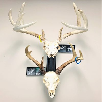 RACK TRACK European Skull Mounting Kit - 18 Kit #2 (2) Skull Mounts (Base Kit+(2) Photo Frame Mounts)