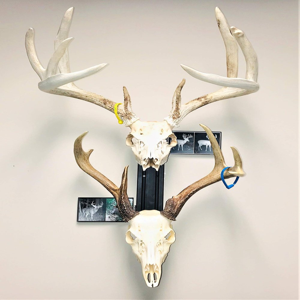 RACK TRACK European Skull Mounting Kit - 18 Kit #2 (2) Skull Mounts (Base Kit+(2) Photo Frame Mounts)