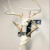 RACK TRACK  European Skull Mounting Kit - 18 Kit #2  (2) Skull Mounts (Base Kit+(2) Photo Frame Mounts) view 2
