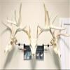 RACK TRACK  European Skull Mounting Kit - 18 Kit #3  (3) Pivoting Skull Mounts (Base Kit+(2) Photo Frame Mounts+Arrow Mount) view 1