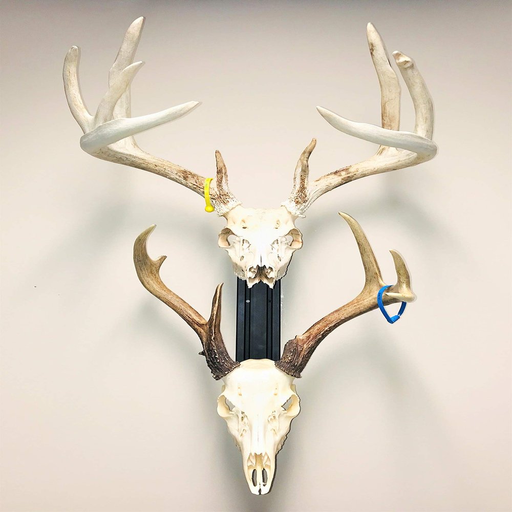 RACK TRACK European Skull Mounting Kit - 18 Kit #2 (2) Skull Mounts (Base Kit)