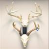 RACK TRACK  European Skull Mounting Kit - 18 Kit #2  (2) Skull Mounts (Base Kit) view 1