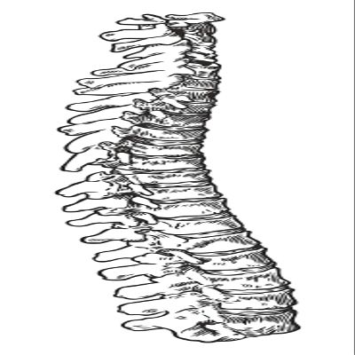 1x Backbone Skeleton Vinyl Waterproof Sticker - 5cm / 2inches