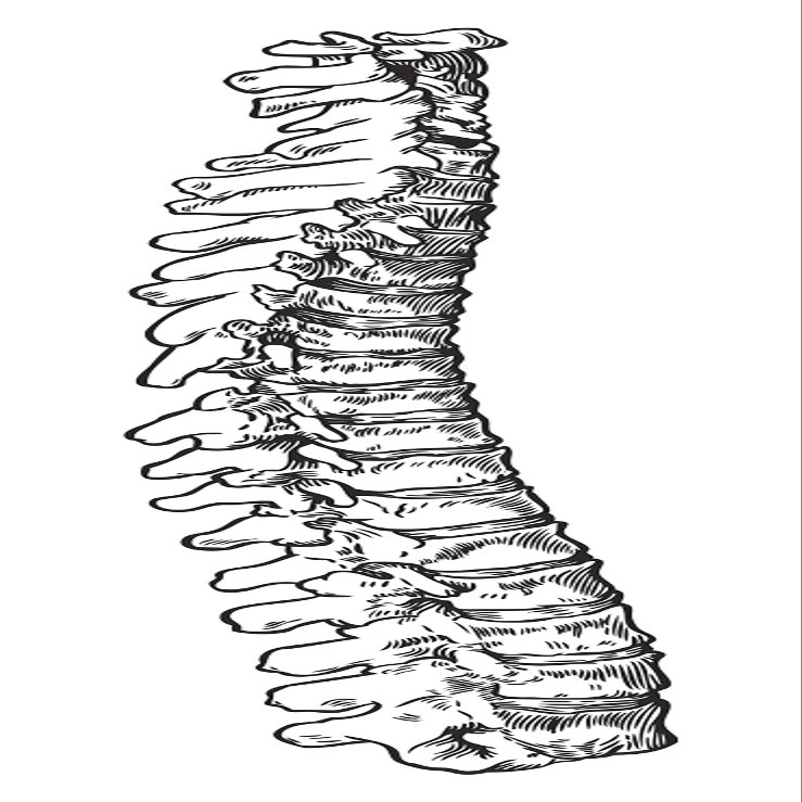 1x Backbone Skeleton Vinyl Waterproof Sticker - 5cm / 2inches