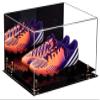 Better Display Cases Acrylic Shoe Pair Display Case for Soccer Cleats Football Cleats with Mirror, Gold Risers and Black Base (A026/V12) view 1