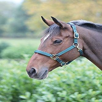 Shires Topaz Nylon Halter with BREAEKAWAY (Dark Greeen, X-Small Pony)