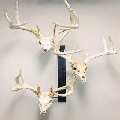 RACK TRACK European Skull Mounting Kit - 32 Kit #2 (3) Pivoting Skull Mounts (Base Kit)