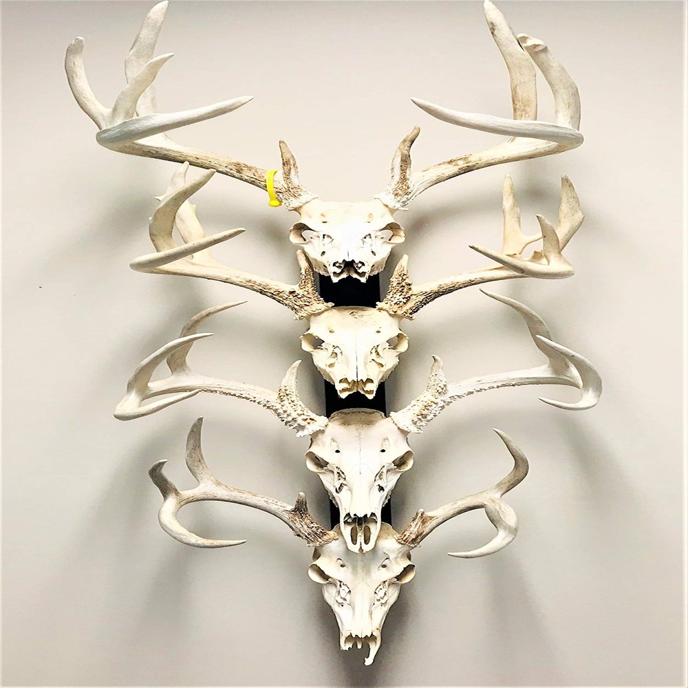 RACK TRACK European Skull Mounting Kit - 32 Kit #3 (4) Skull Mounts (Base Kit)