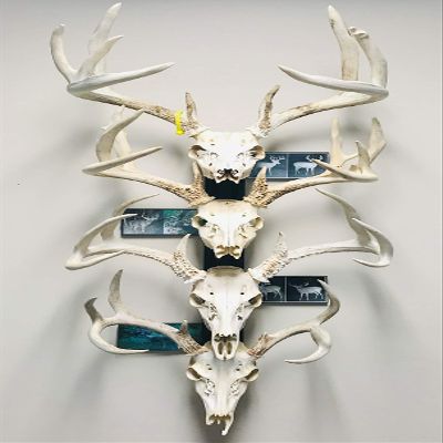 RACK TRACK European Skull Mounting Kit - 32 Kit #3 (4) Skull Mounts (Base Kit+(4) Photo Frame Mounts)