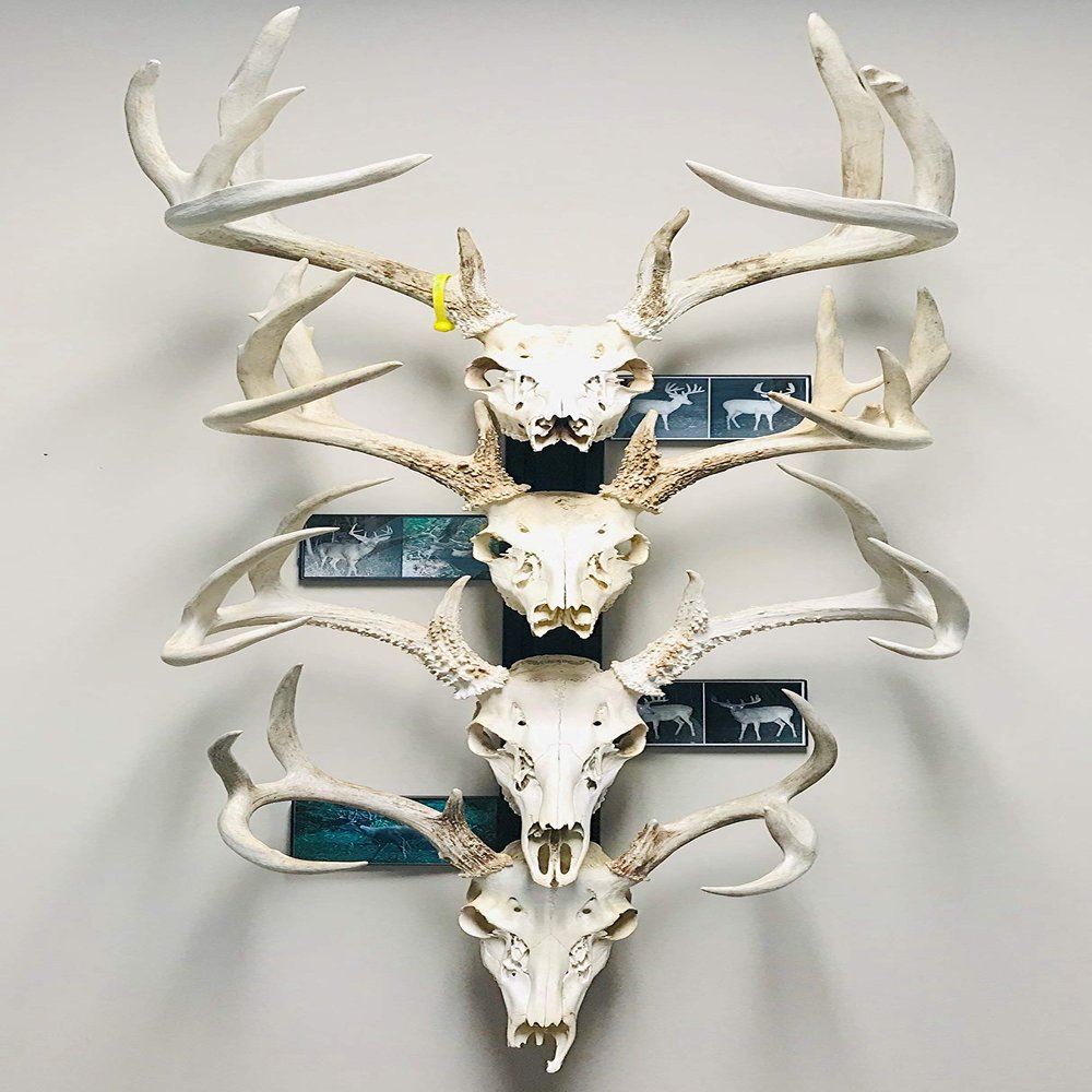 RACK TRACK European Skull Mounting Kit - 32 Kit #3 (4) Skull Mounts (Base Kit+(4) Photo Frame Mounts)