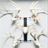 RACK TRACK  European Skull Mounting Kit - 32 Kit #5  (5) Skull Mounts (Base Kit) view 1