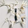 RACK TRACK  European Skull Mounting Kit - 32 Kit #5  (5) Skull Mounts (Base Kit) view 2