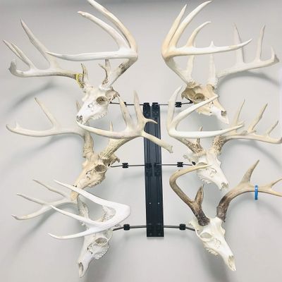 RACK TRACK European Skull Mounting Kit - 32 Kit #7 (6) Pivoting Skull Mounts (Base Kit)