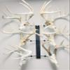 RACK TRACK  European Skull Mounting Kit - 32 Kit #7  (6) Pivoting Skull Mounts (Base Kit) view 1